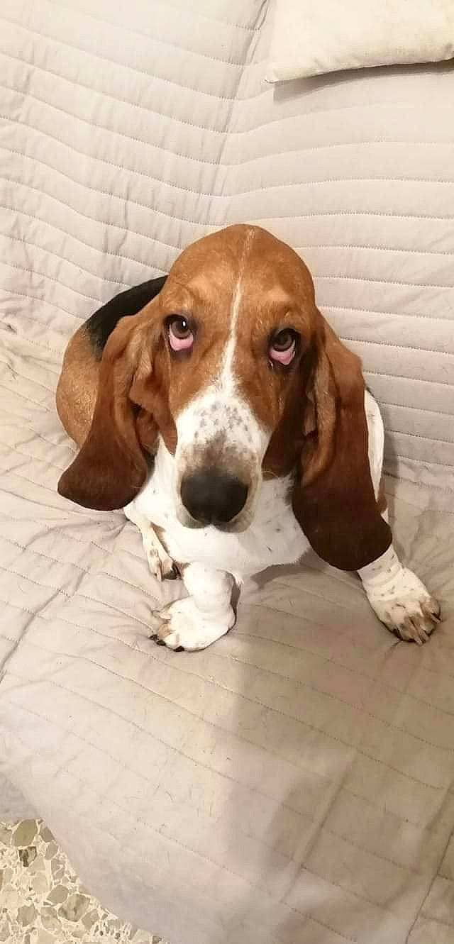 Nouna participe au concours pour gagner de l'argent avec cette photo : bored, canidae, carnivore, companion_dog, dog, dog_breed, fawn, hound, hunting_dog, liver, scent_hound, snout, sporting_group, terrestrial_animal, wood, working_animal