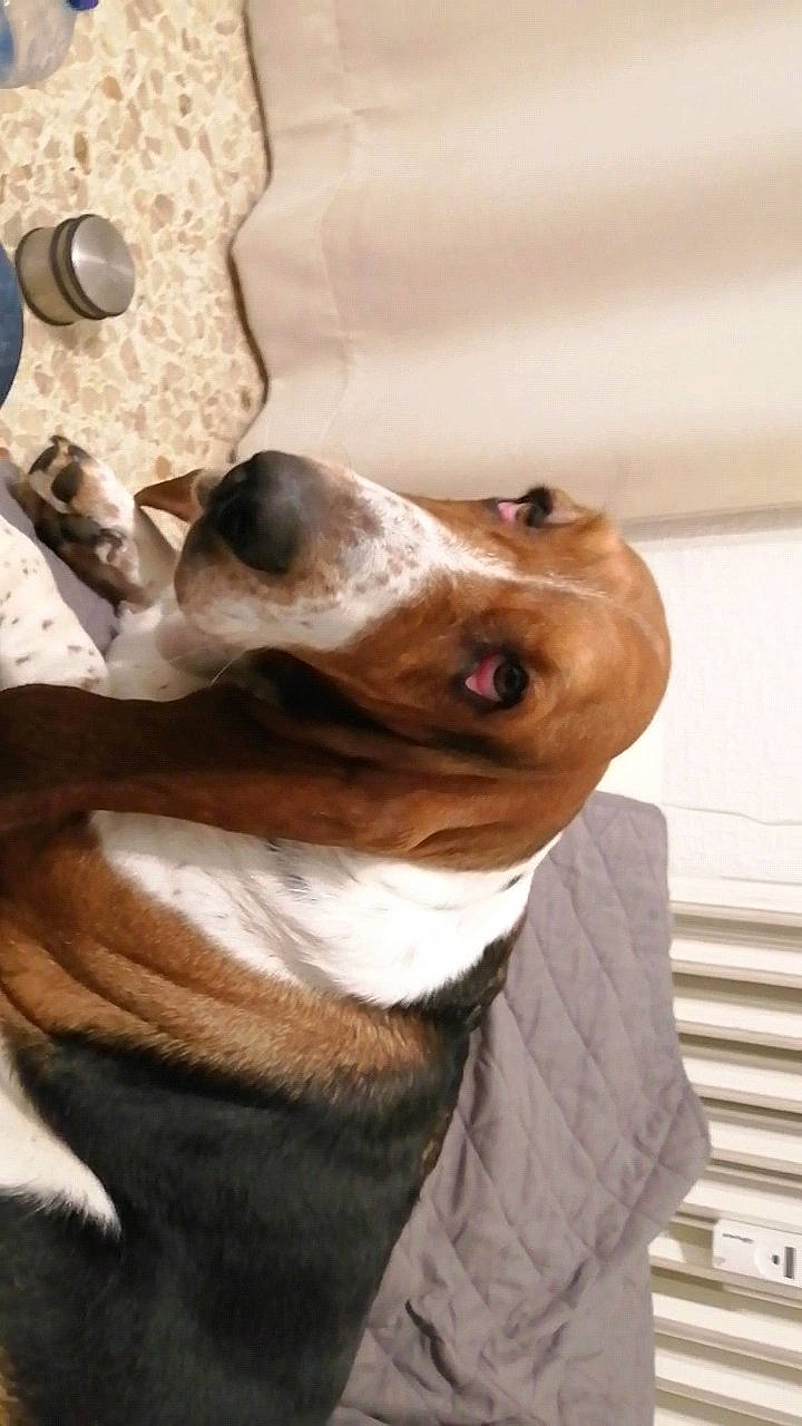 Nouna a rejoint le concours — aidez-le/la à gagner de superbes lots ! canidae, carnivore, collar, companion_dog, dog, dog_breed, dog_collar, ear, fawn, fur, hound, hunting_dog, liver, non_sporting_group, snout, sporting_group, terrier, toy_dog, whiskers, working_animal