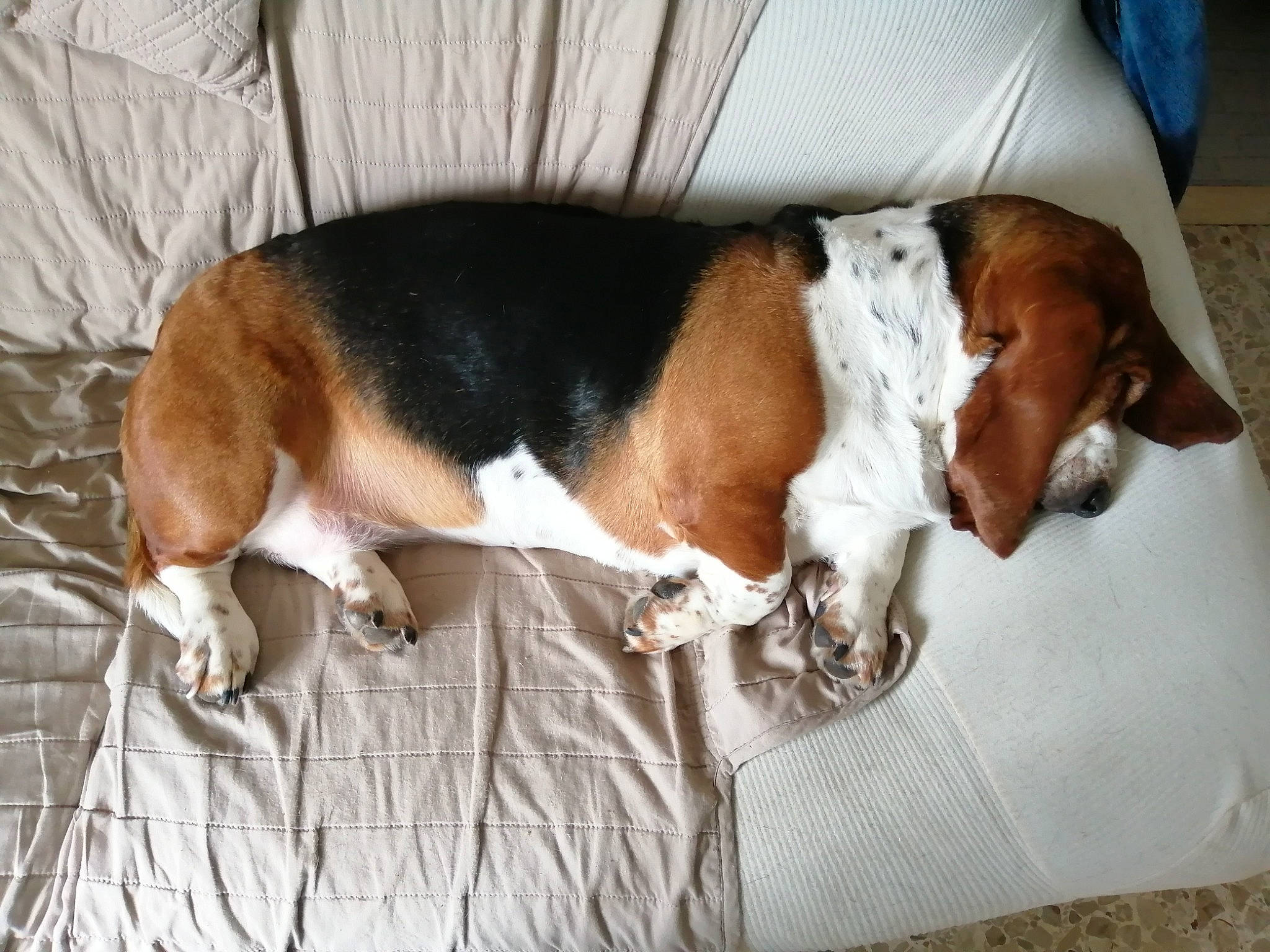 Nouna a rejoint le concours — aidez-le/la à gagner de superbes lots ! basset_artesien_normand, beagle, beagle_harrier, beaglier, bored, canidae, carnivore, comfort, companion_dog, dog, dog_breed, hound, hunting_dog, scent_hound, snout, sporting_group, working_animal