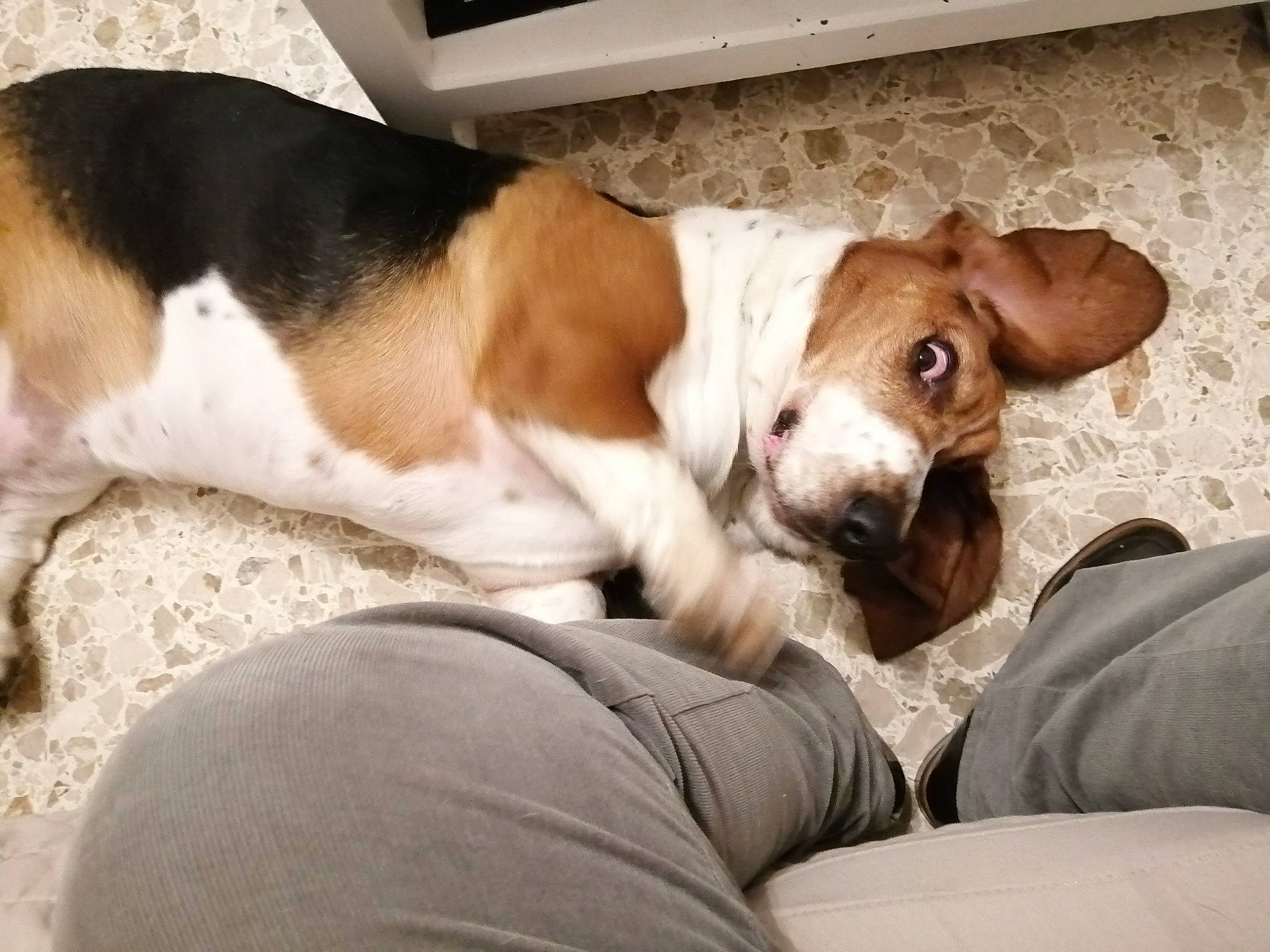 Nouna participe au concours pour gagner de l'argent avec cette photo : beagle, canidae, carnivore, comfort, companion_dog, dog, dog_breed, fawn, finnish_hound, fur, hound, liver, nap, puppy, scent_hound, snout, sporting_group, whiskers, wood, working_animal