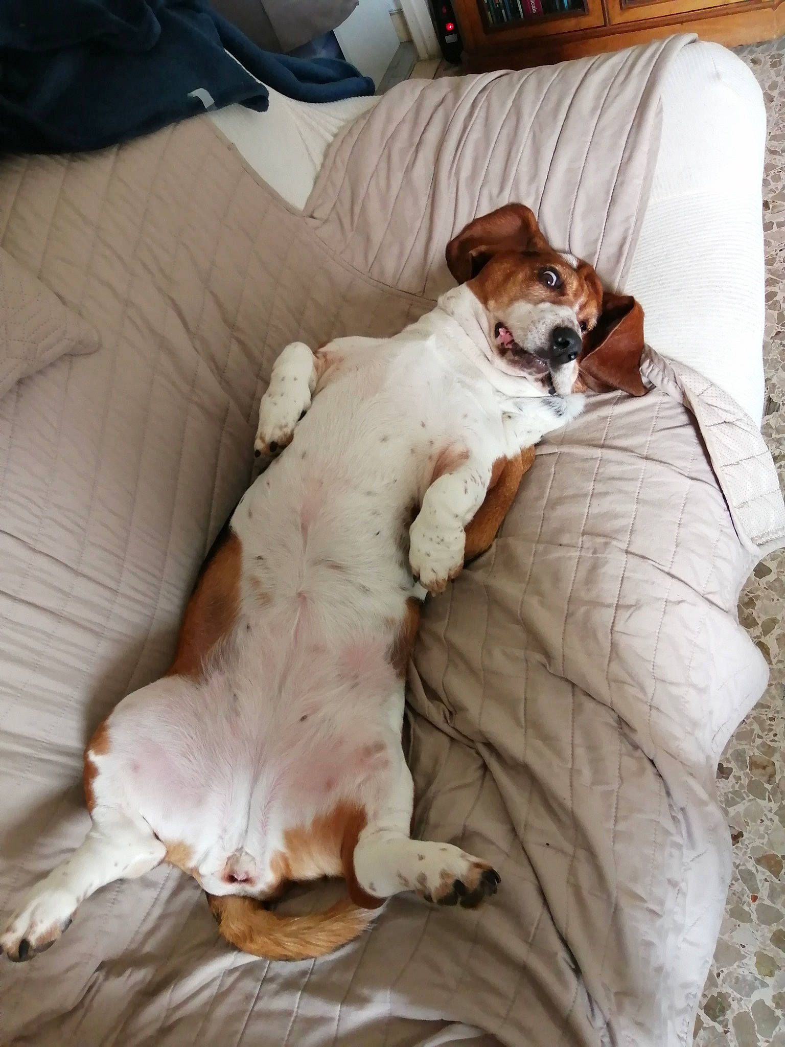 Nouna participe au concours pour gagner de l'argent avec cette photo : bedding, carnivore, comfort, companion_dog, dog, dog_breed, duvet, fawn, felidae, flooring, fur, hardwood, linens, paw, snout, tail, toy_dog, whiskers, wood, working_animal