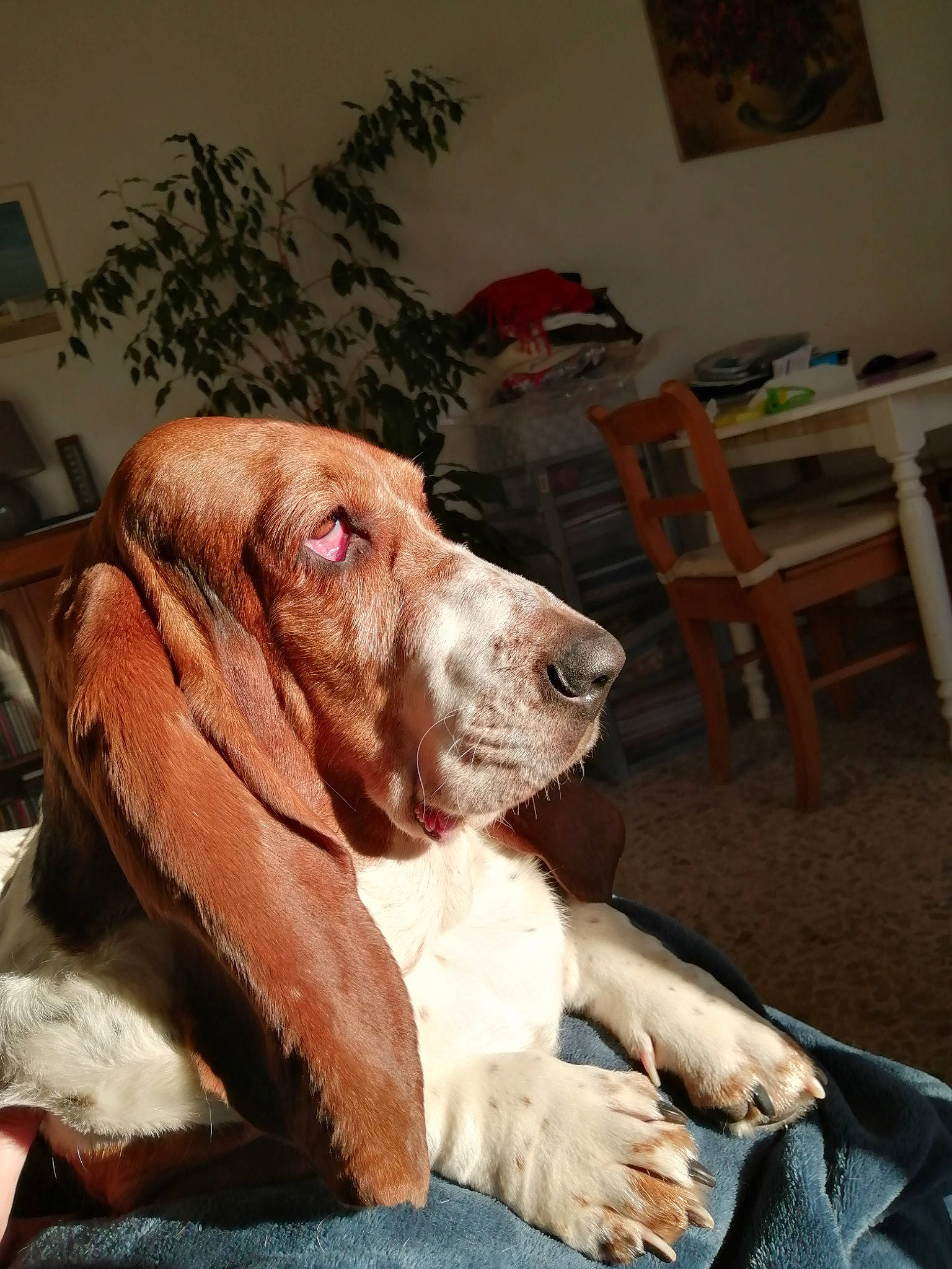 Nouna a rejoint le concours — aidez-le/la à gagner de superbes lots ! canidae, carnivore, comfort, companion_dog, dog, dog_breed, fawn, flesh, fur, gun_dog, houseplant, liver, picture_frame, plant, pointer, sitting, snout, sporting_group, whiskers, working_animal