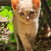 Mini participe au concours pour gagner de l'argent avec cette photo : animal, cat, closeup, curious, cute, feline, fur, garden, greenery, kitten, leaf, mammal, nature, outdoor, pet, small, sunlight, walking, whiskers, young