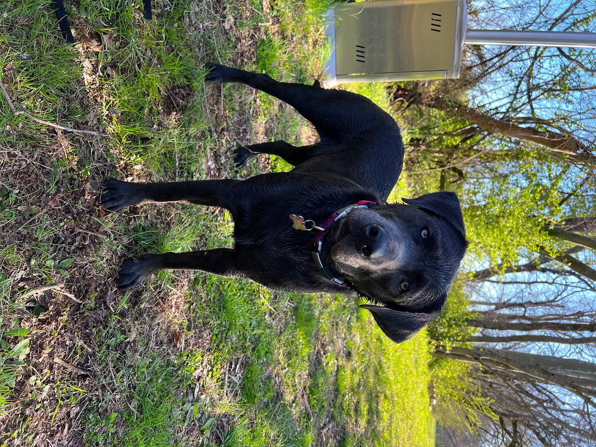 Nova is registered to the contest to win money with this photo: adventure, canidae, carnivore, dog, dog_breed, dog_collar, fawn, grass, guard_dog, plant, sky, snout, sporting_group, tail, terrestrial_animal, tree, trunk, twig, wildlife, working_animal