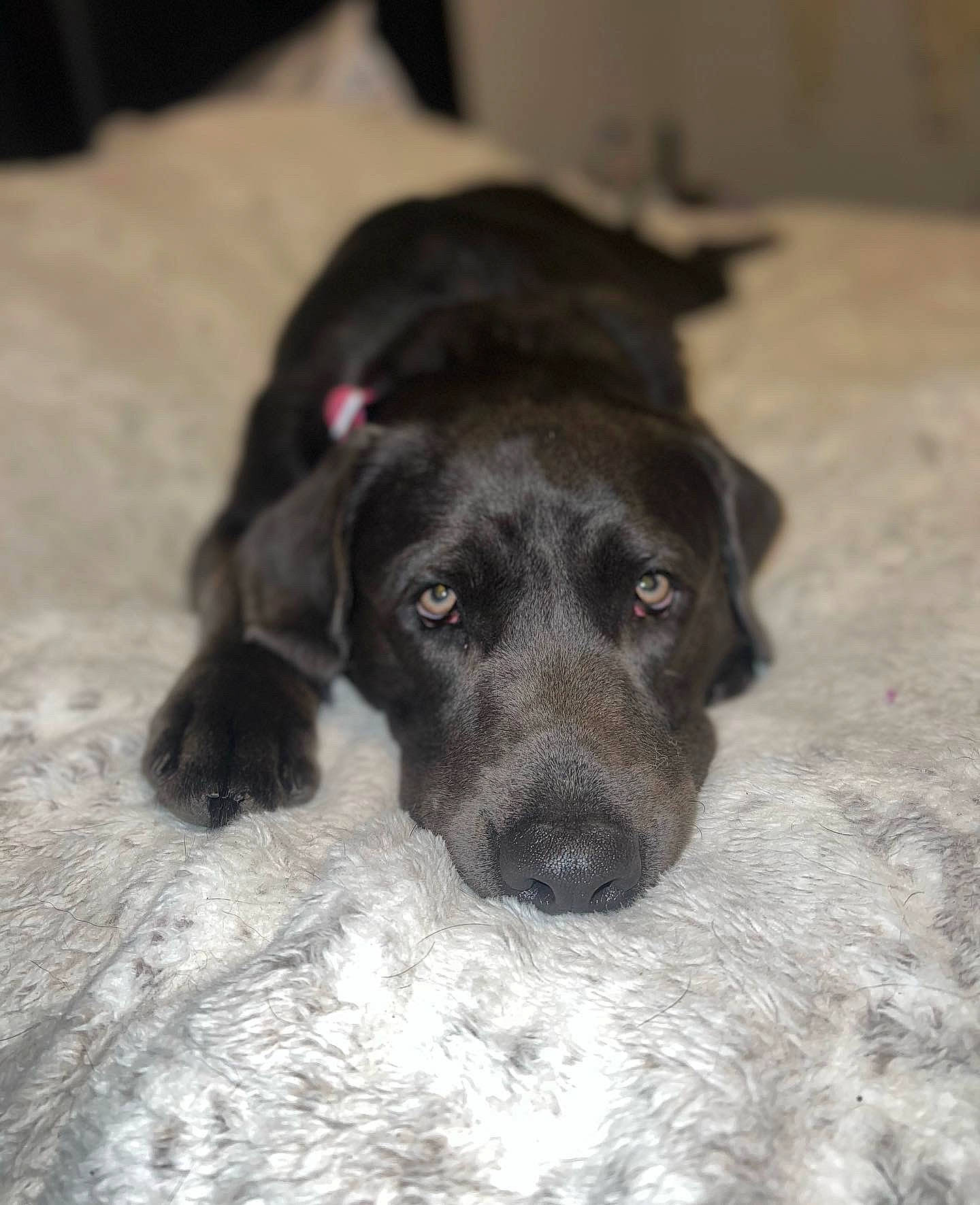 Nova joined the competition — help win amazing prizes! borador, canidae, carnivore, comfort, companion_dog, dog, dog_breed, fur, gun_dog, liver, puppy, retriever, sporting_group, terrestrial_animal, whiskers, working_animal