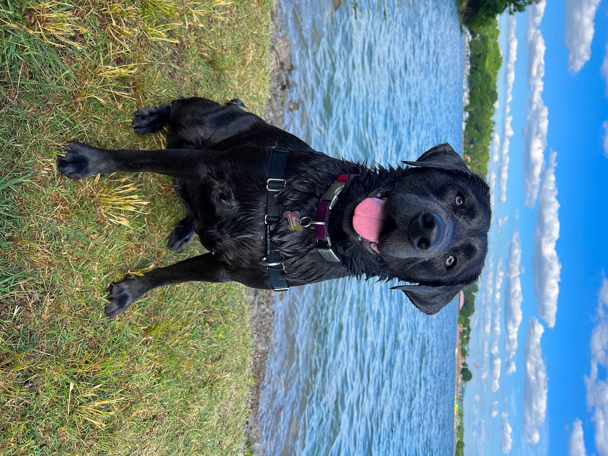 Nova is registered to the contest to win money with this photo: carnivore, collar, dog, dog_breed, dog_collar, dog_supply, fun, grass, lake, leash, personal_protective_equipment, pet_supply, recreation, sky, sporting_group, tail, tree, water, window, working_animal