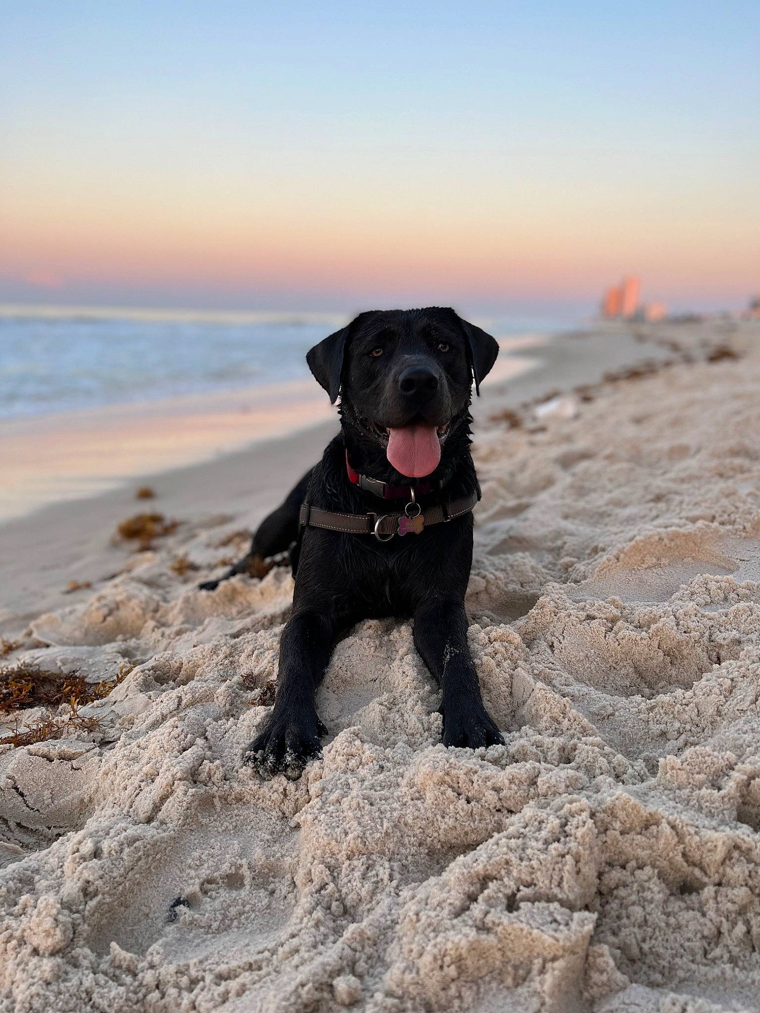 Nova joined the competition — help win amazing prizes! beach, borador, canidae, carnivore, collar, dog, dog_breed, dog_collar, fawn, gun_dog, horizon, landscape, ocean, retriever, rock, sky, snout, sporting_group, water, working_animal