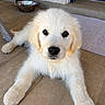 Bounty a rejoint le concours — aidez-le/la à gagner de superbes lots ! puppy, golden_retriever, dog, pet, animal, cute, fluffy, floor, tile, water_bowl, indoor, looking, lying_down, young, domestic_animal, canine, front_paws, fur, adorable, portrait