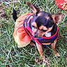 dog, small_dog, grass, outdoor, pet, animal, clothing, dress, colorful, food_bowl, red_bowl, cute, puppy, ears, black_and_tan, canine, nature, pet_accessory, sitting, daylight