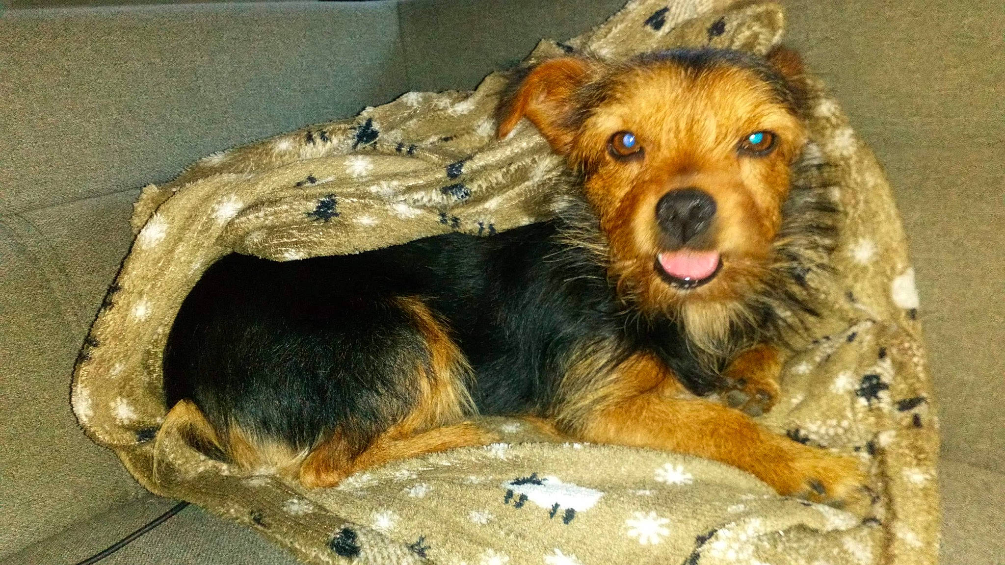 Yam a rejoint le concours — aidez-le/la à gagner de superbes lots ! australian_terrier, canidae, carnivore, companion_dog, dog, dog_breed, fur, mammal, norwich_terrier, puppy, rare_breed_dog, sporting_group, street_dog, terrier, yorkipoo