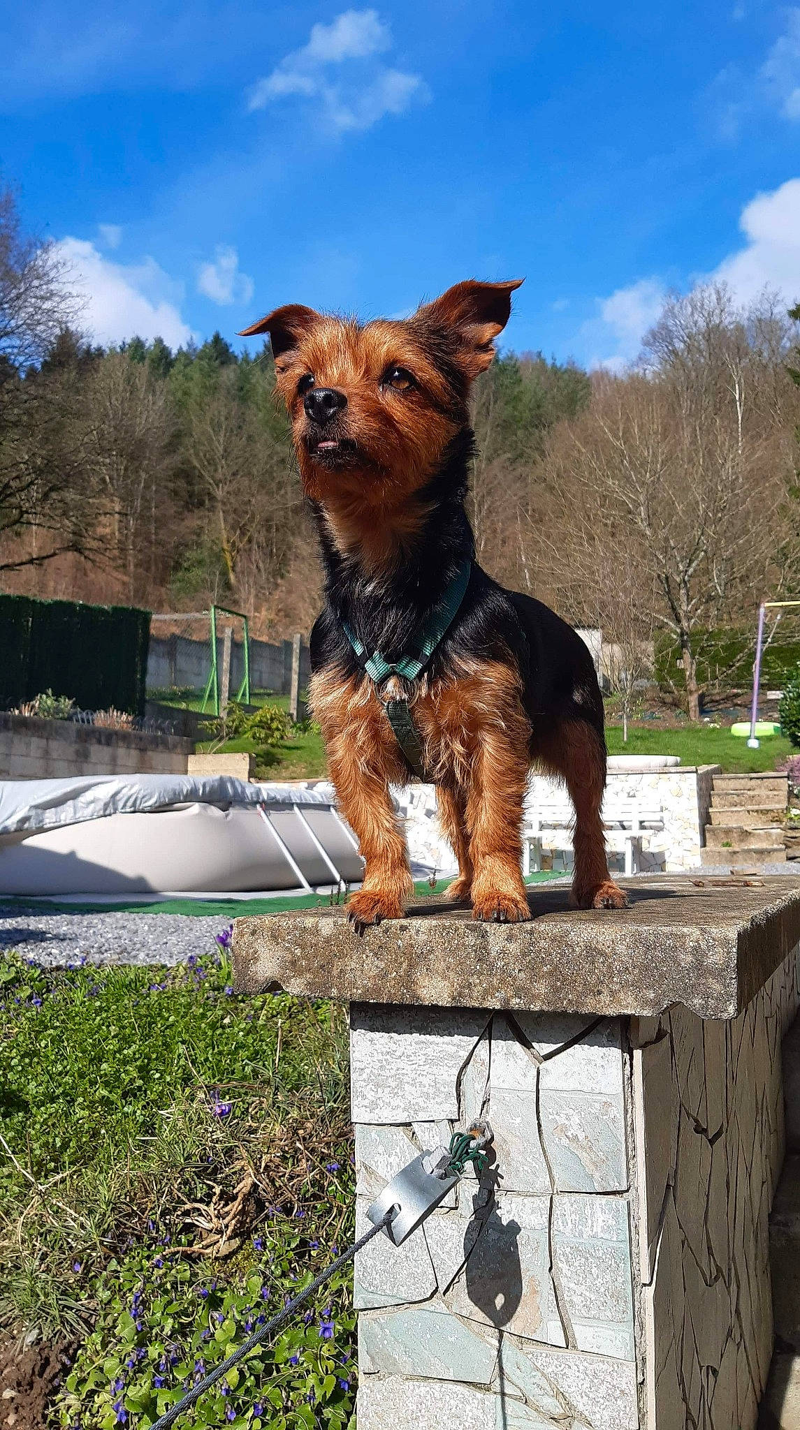 Yam a rejoint le concours — aidez-le/la à gagner de superbes lots ! canidae, carnivore, companion_dog, dog, dog_breed, leash, mammal, rare_breed_dog, snout, terrier