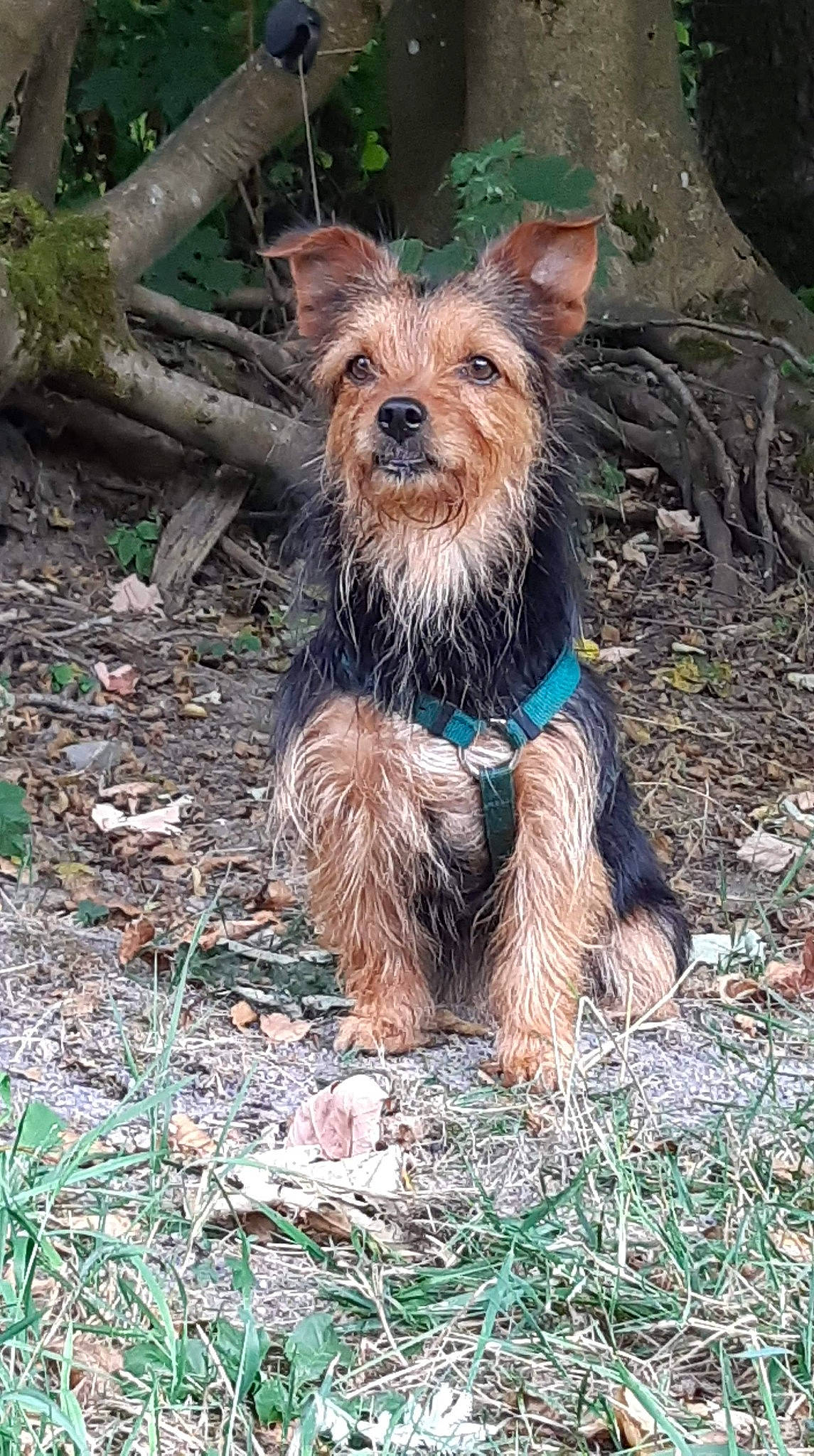 Yam participe au concours pour gagner de l'argent avec cette photo : australian_silky_terrier, australian_terrier, biewer_terrier, bosnian_coarse_haired_hound, cairn_terrier, canidae, carnivore, companion_dog, dog, dog_breed, mammal, norwich_terrier, rare_breed_dog, small_terrier, sporting_group, sporting_lucas_terrier, terrier, vertebrate, yorkshire_terrier