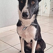 Valko a rejoint le concours — aidez-le/la à gagner de superbes lots ! animal, bandana, black_and_white, canine, curious, dog, domestic_animal, door, ears_up, floor, fur, home, indoor, looking_at_camera, muzzle, paws, pet, sitting, tile_floor, wall