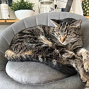 Nadani is registered to the contest to win money with this photo: animal, bottle, cat, chair, cozy, domestic, feline, fur, gray, home, indoor, kitchen, paws, pet, pineapple, plant, relaxed, resting, shelf, tabby
