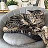 animal, bottle, cat, chair, cozy, domestic, feline, fur, gray, home, indoor, kitchen, paws, pet, pineapple, plant, relaxed, resting, shelf, tabby
