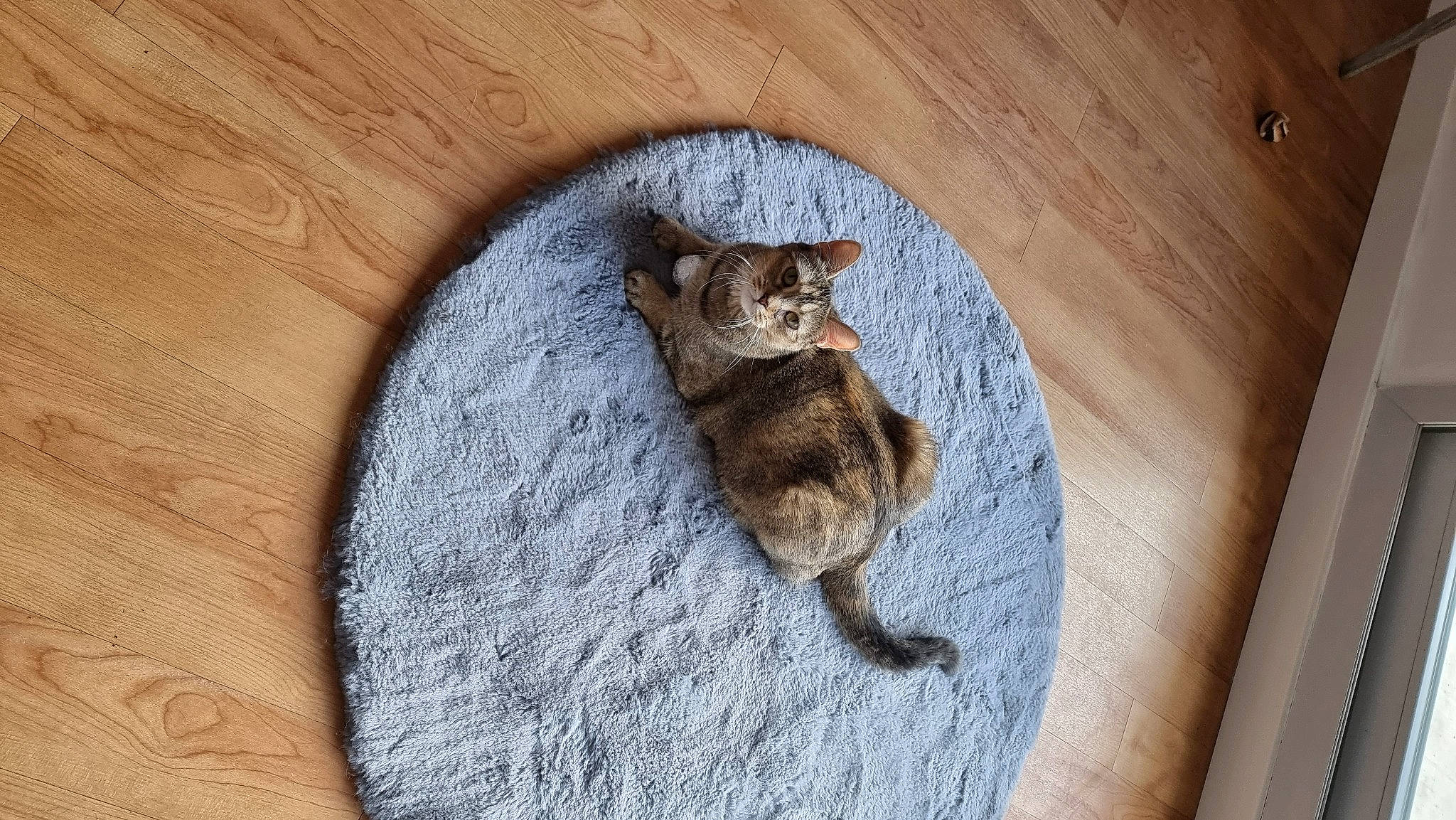 Pistache participe au concours pour gagner de l'argent avec cette photo : art, canidae, carnivore, claw, domestic_short_haired_cat, fawn, felidae, fur, grey, hardwood, marsupial, paw, small_to_medium_sized_cats, tail, terrestrial_animal, tree, trunk, whiskers, wood, wood_stain