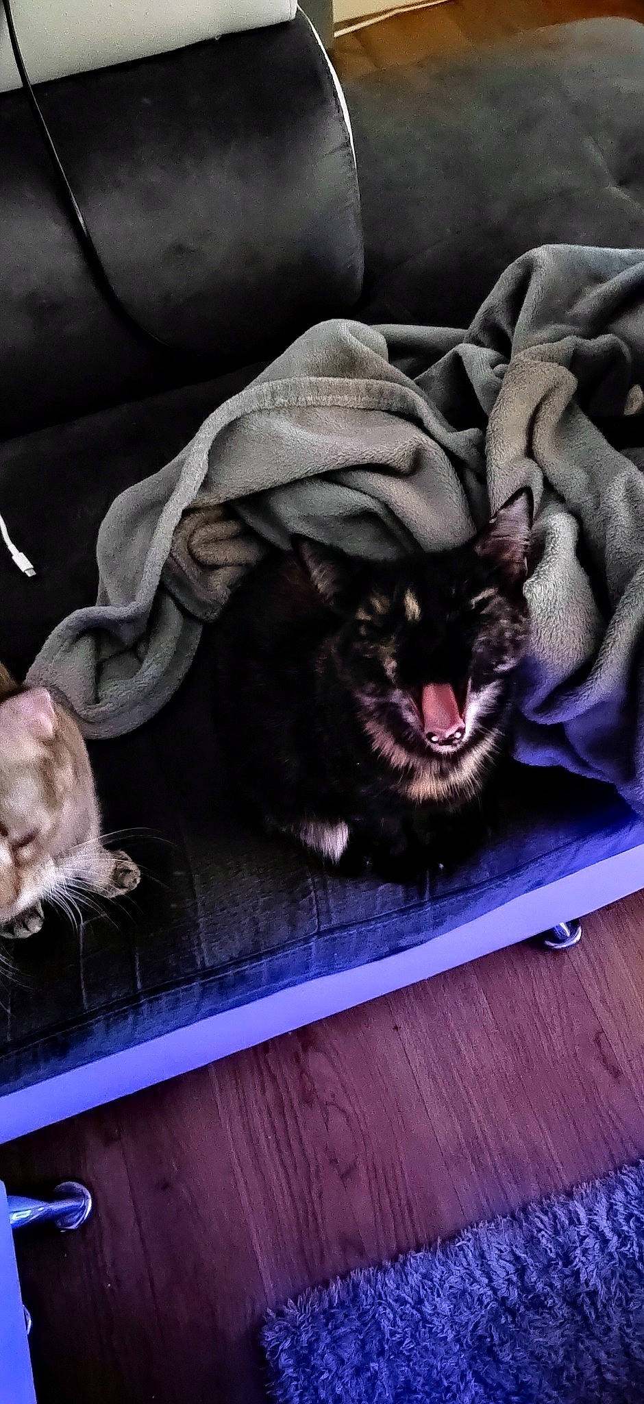 Louna a rejoint le concours — aidez-le/la à gagner de superbes lots ! canidae, carnivore, cat, comfort, companion_dog, dog_breed, domestic_short_haired_cat, fang, fawn, felidae, fur, jaw, mammal, sleeve, small_to_medium_sized_cats, snout, sporting_group, vertebrate, whiskers, wood