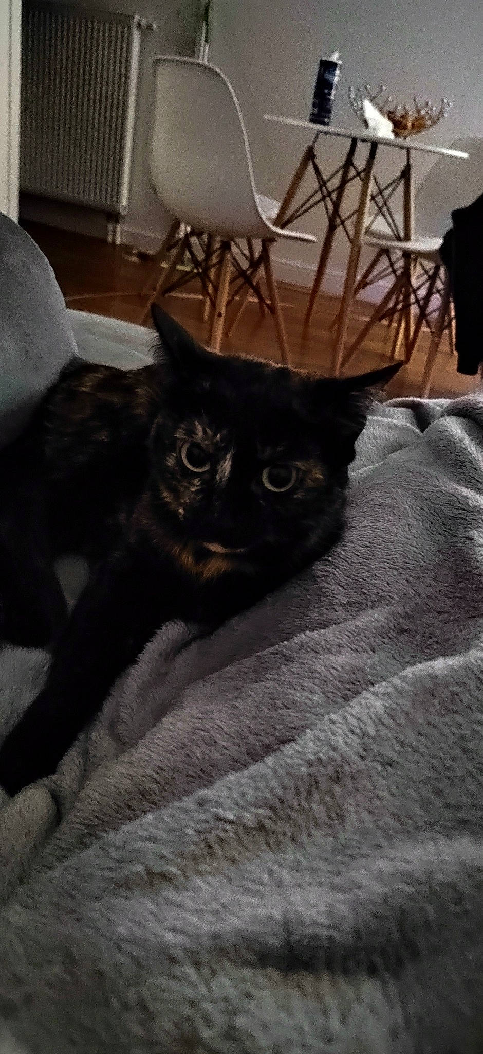 Louna a rejoint le concours — aidez-le/la à gagner de superbes lots ! black, black_cat, carnivore, cat, chair, comfort, fawn, felidae, floor, flooring, furniture, grey, hardwood, mammal, small_to_medium_sized_cats, snout, tail, textile, whiskers, wood