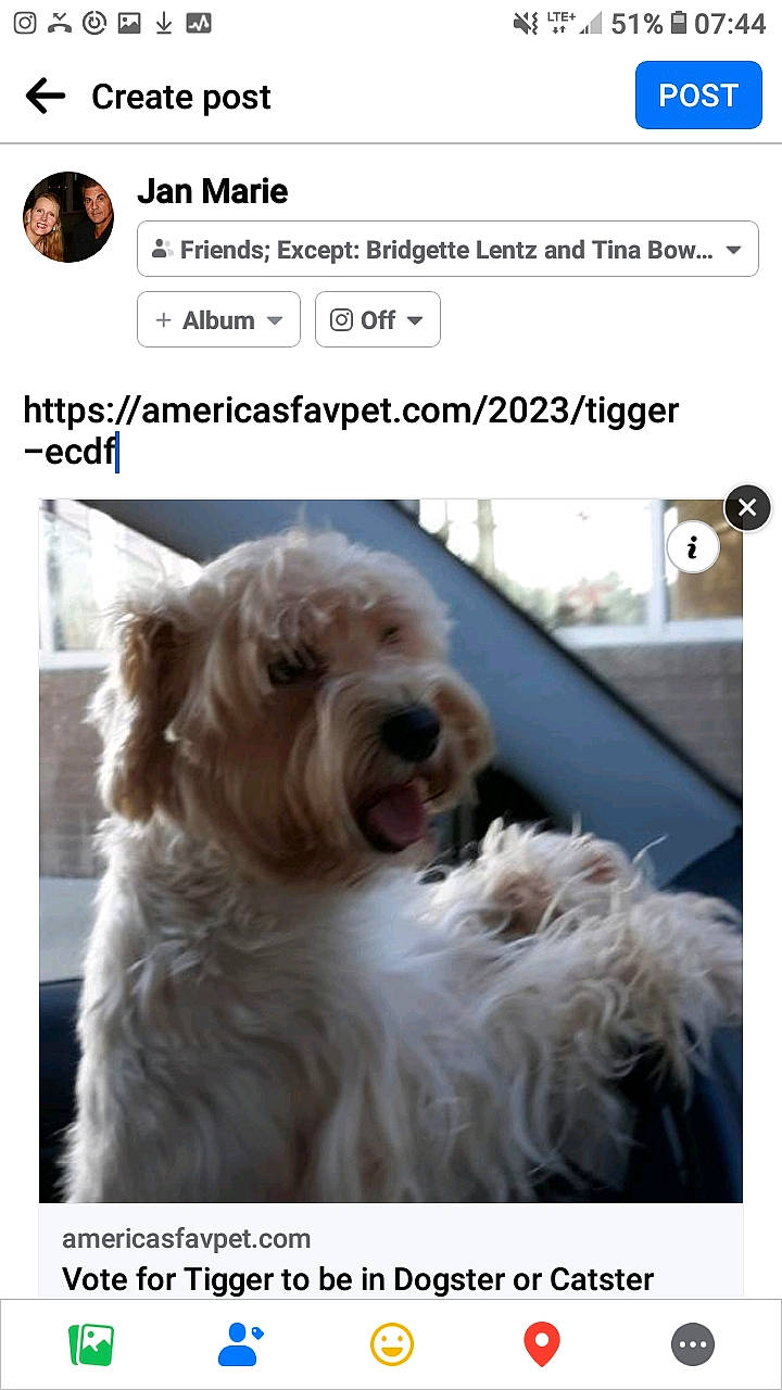 Tigger joined the competition — help win amazing prizes! carnivore, companion_dog, dog, dog_breed, dog_supply, font, fur, giant_dog_breed, liver, photo_caption, screenshot, small_terrier, terrier, vertebrate, water_dog, working_animal