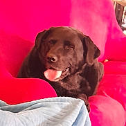 Lorelei participe au concours pour gagner de l'argent avec cette photo : animal, black_dog, blanket, blue_blanket, canine, comfort, couch, cozy, dog, domestic_animal, friendly, fur, furniture, home, indoor, pet, red_couch, relaxed, resting, tongue_out