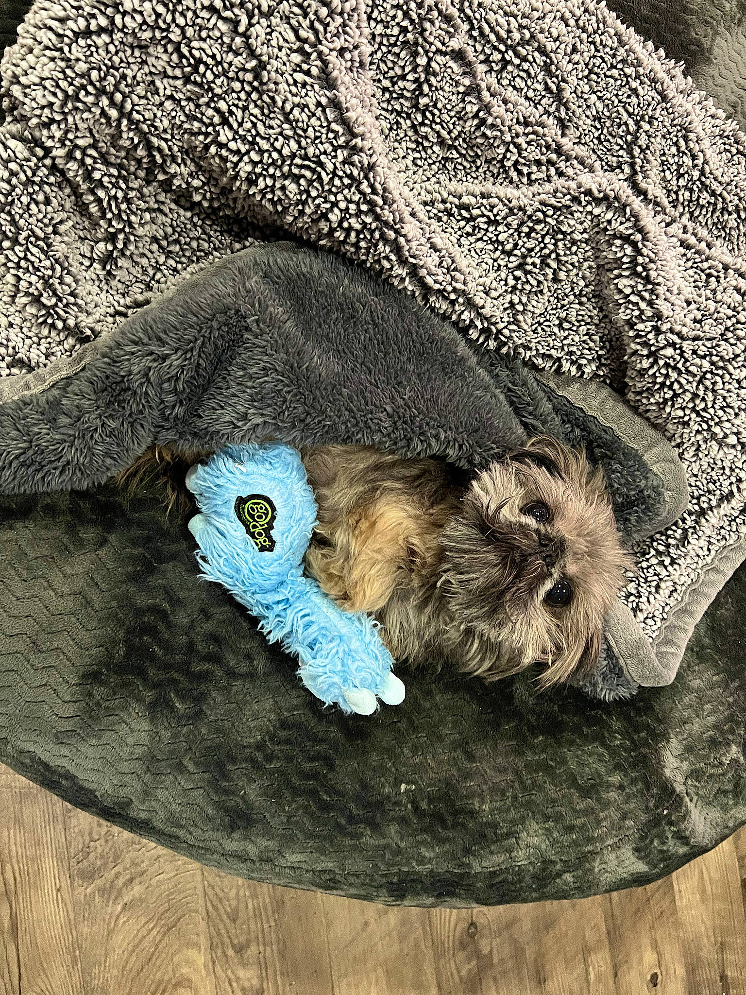 Hooch is registered to the contest to win money with this photo: art, carnivore, companion_dog, dog, dog_breed, fawn, fur, grey, illustration, linens, liver, painting, sleeve, tail, terrestrial_animal, terrier, textile, visual_arts, wood, working_animal