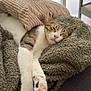 blanket, cat, couch, cozy, curtains, feline, fur, home, indoor, pet, pillow, pink_nose, relaxing, resting, sleeping, soft_texture, sunlight, tabby, whiskers, white_paws