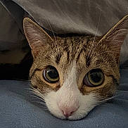 Pumpkin a rejoint le concours — aidez-le/la à gagner de superbes lots ! animal, bed, cat, close_up, cozy, cute, ears, eyes, face, fur, indoor, looking, lying_down, pet, pink_nose, resting, soft, tabby, whiskers, white