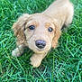 puppy, dog, golden_retriever, grass, outdoor, closeup, young_animal, cute, pet, animal, nature, fur, face, eyes, whiskers, nose, head, mammal, adorable, playful