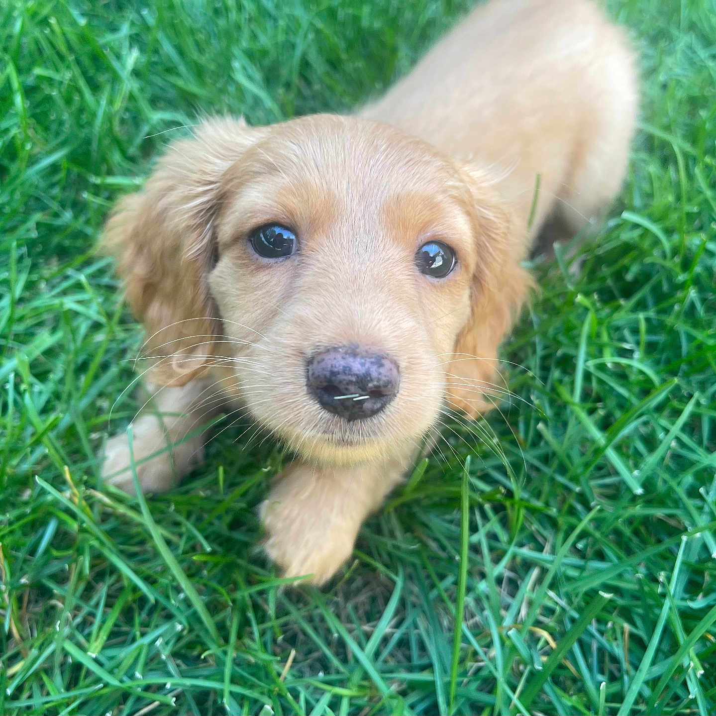Kuna joined the competition — help win amazing prizes! adorable, animal, closeup, cute, dog, eyes, face, fur, golden_retriever, grass, head, mammal, nature, nose, outdoor, pet, playful, puppy, whiskers, young_animal