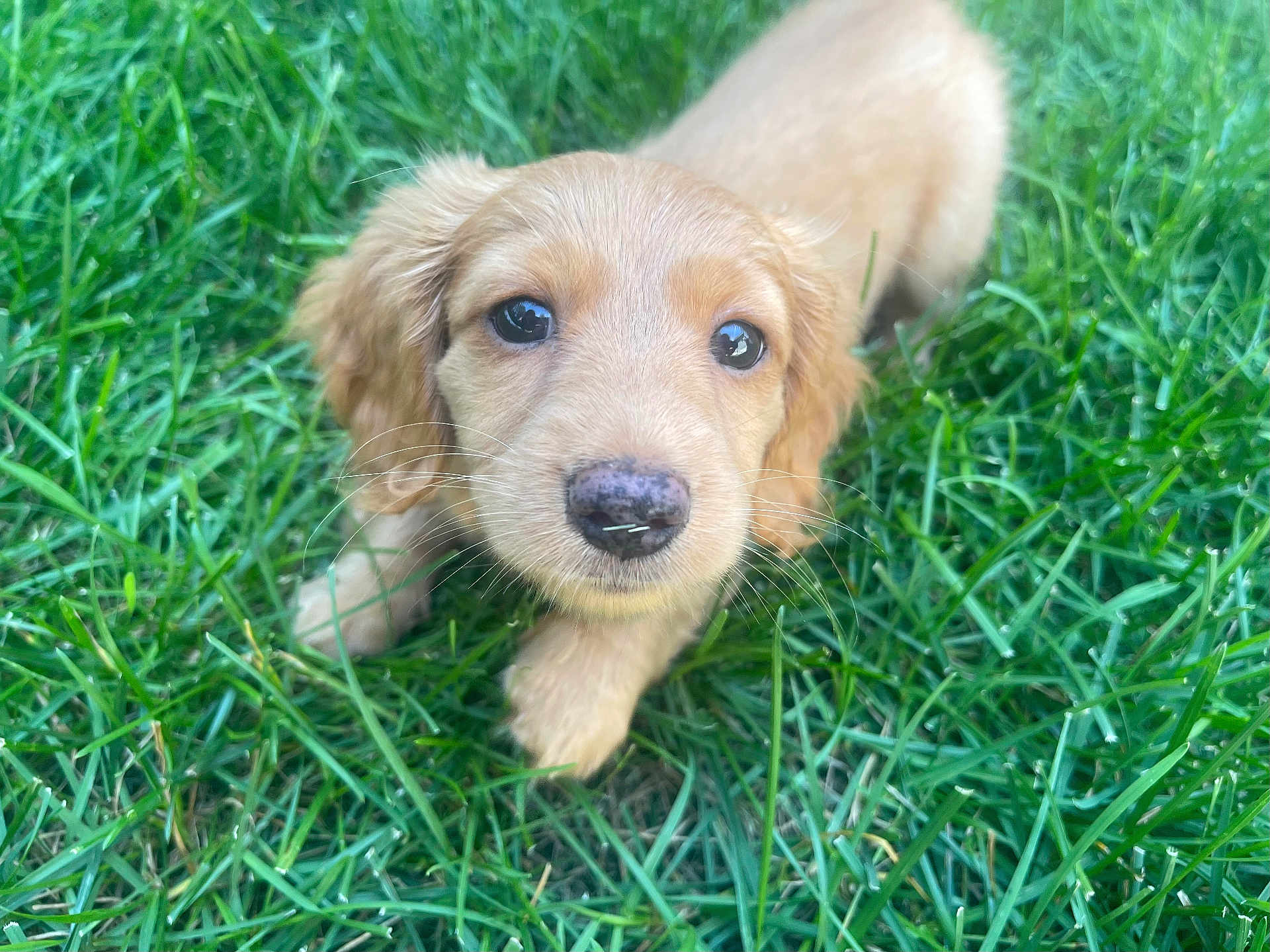 Kuna joined the competition — help win amazing prizes! puppy, dog, golden_retriever, grass, outdoor, closeup, young_animal, cute, pet, animal, nature, fur, face, eyes, whiskers, nose, head, mammal, adorable, playful