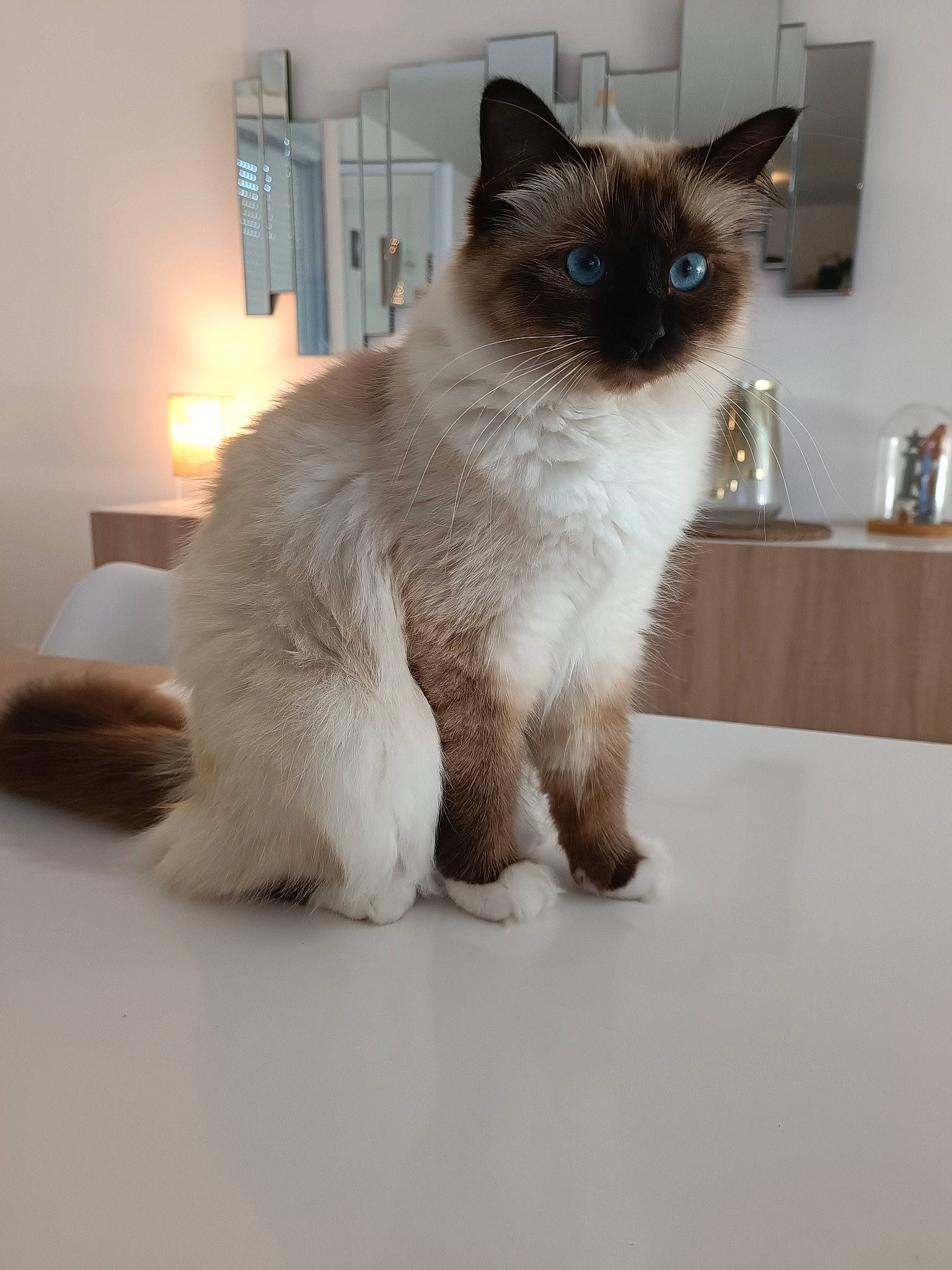 Toscane a rejoint le concours — aidez-le/la à gagner de superbes lots ! balinese, birman, carnivore, cat, felidae, flooring, fur, hardwood, siamese, small_to_medium_sized_cats, snout, table, tail, thai, whiskers
