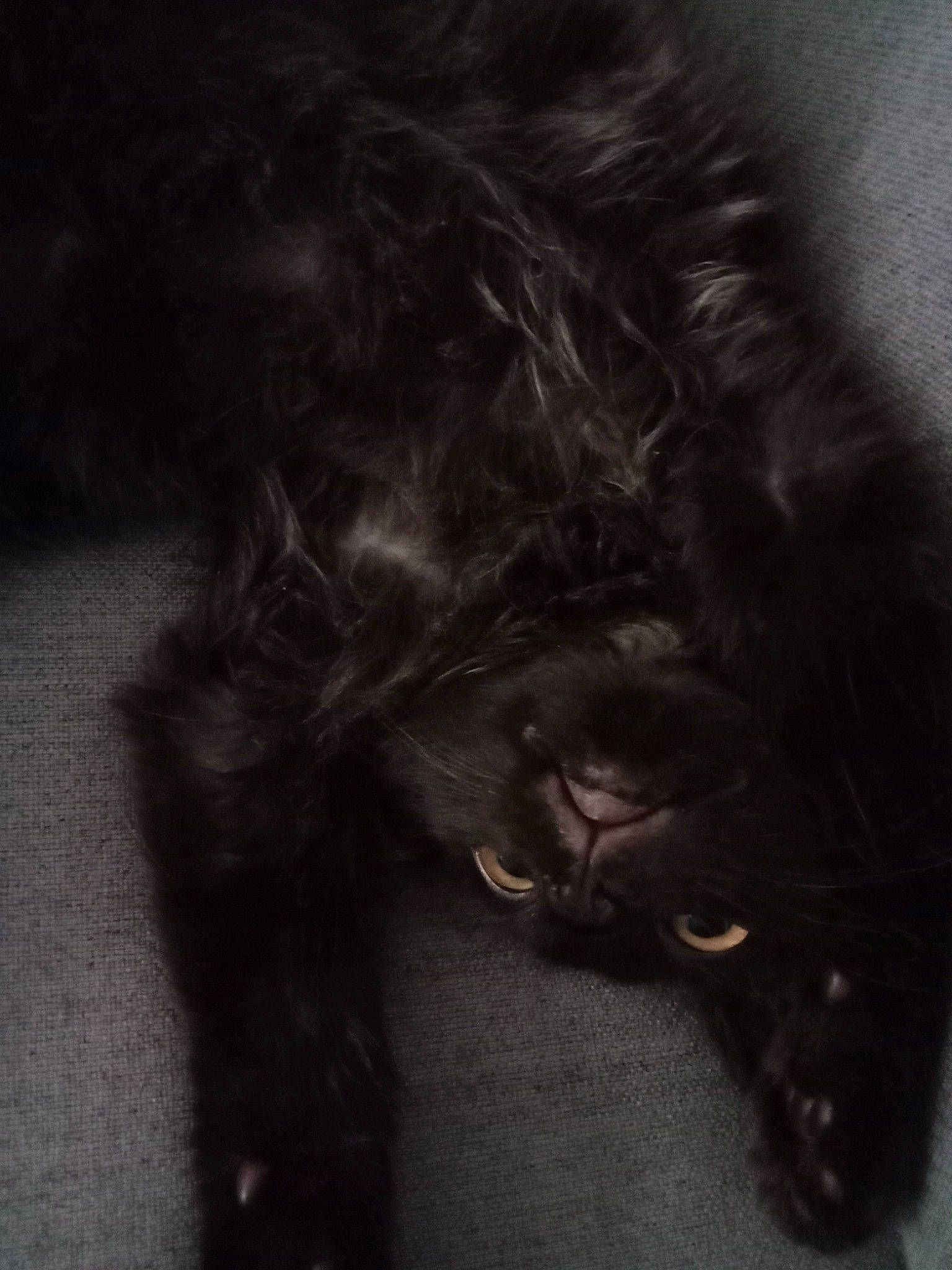 Horus a rejoint le concours — aidez-le/la à gagner de superbes lots ! black_cat, bombay, carnivore, cat, companion_dog, darkness, dog_breed, ear, eye, felidae, fur, grey, liver, monochrome_photography, small_to_medium_sized_cats, snout, sporting_group, terrestrial_animal, tints_and_shades, whiskers