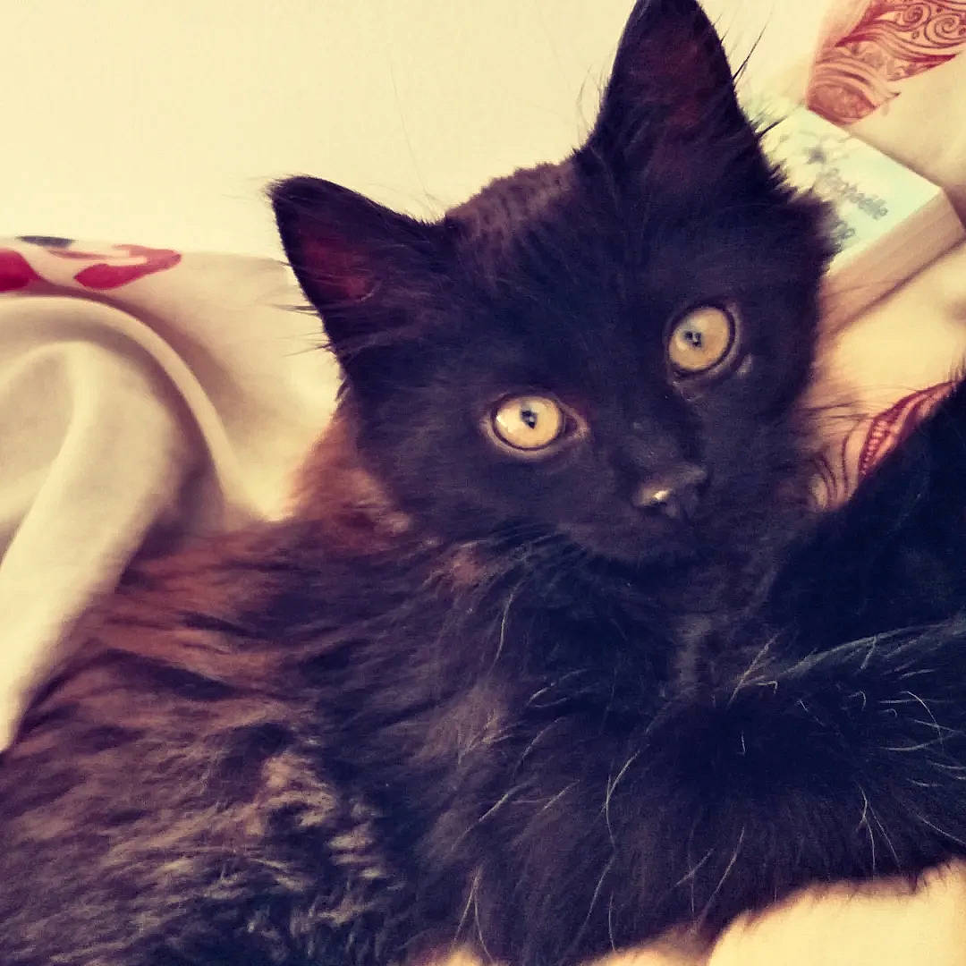 Horus participe au concours pour gagner de l'argent avec cette photo : black_cat, carnivore, cat, claw, comfort, domestic_short_haired_cat, ear, eye, felidae, fur, hair, iris, mammal, small_to_medium_sized_cats, snout, tail, tints_and_shades, vertebrate, whiskers, window