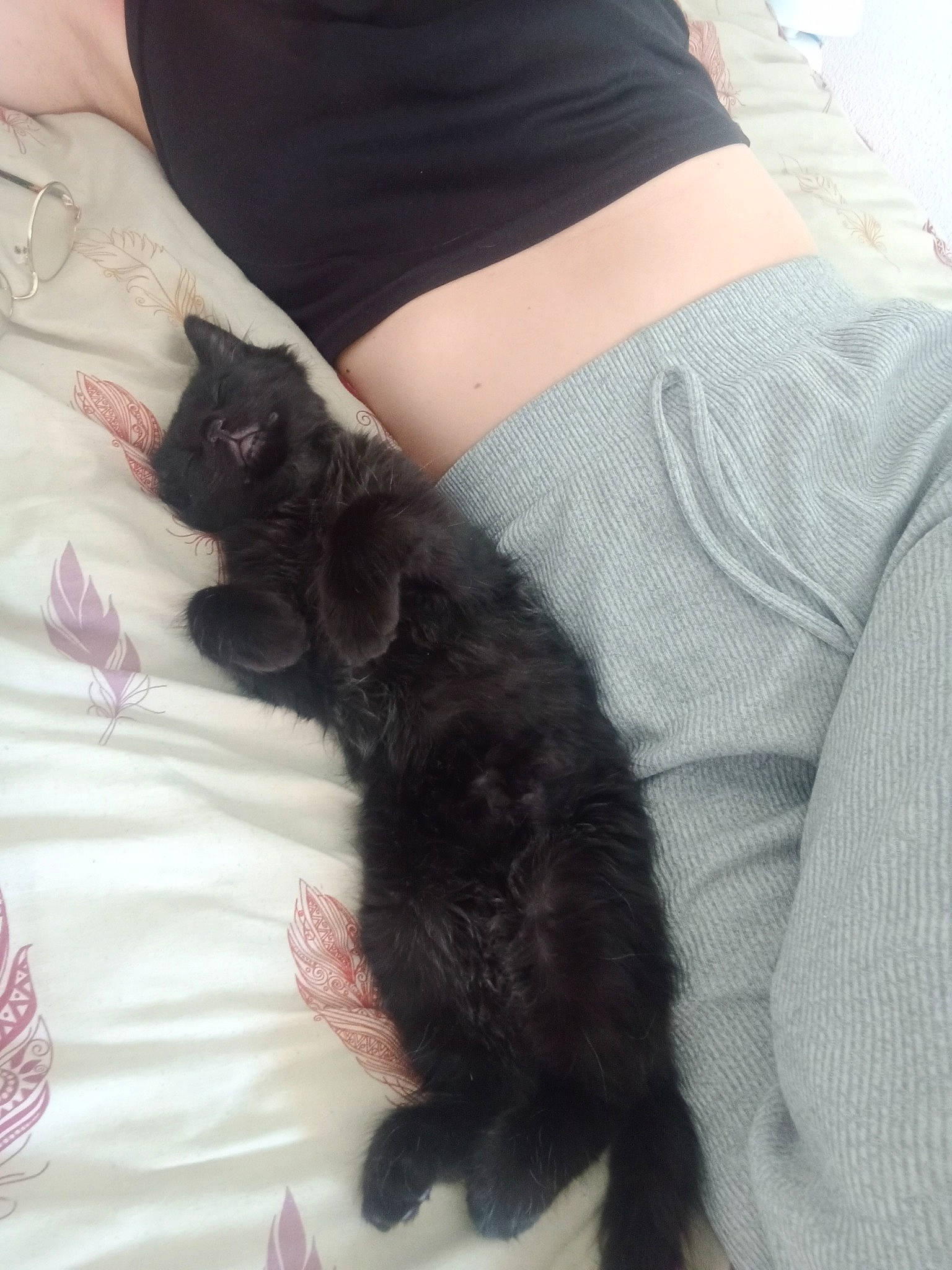 Horus a rejoint le concours — aidez-le/la à gagner de superbes lots ! black_cat, carnivore, cat, comfort, companion_dog, dog_breed, domestic_short_haired_cat, dress_shirt, elbow, felidae, fur, gesture, human_leg, lap, nail, sleeve, small_to_medium_sized_cats, tail, whiskers, wrist