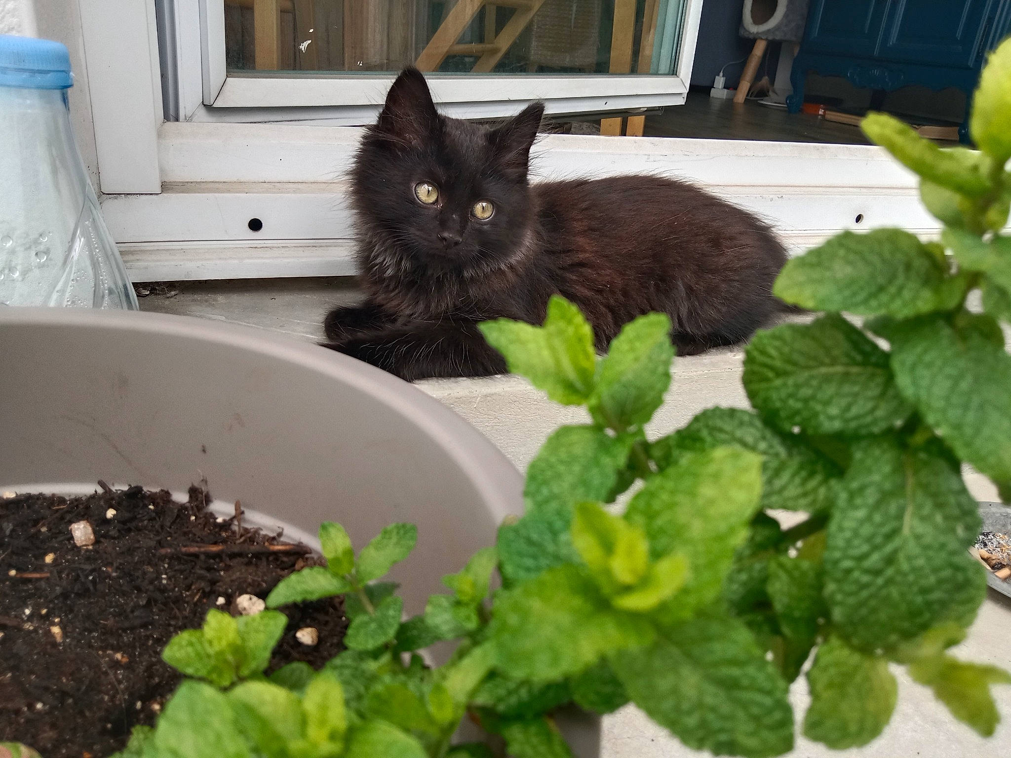 Horus participe au concours pour gagner de l'argent avec cette photo : annual_plant, black_cat, carnivore, cat, compost, domestic_short_haired_cat, felidae, flowering_plant, flowerpot, grass, groundcover, herb, houseplant, ingredient, leaf, pet_supply, plant, small_to_medium_sized_cats, tail, whiskers