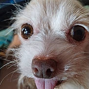 Patches joined the competition — help win amazing prizes! dog, close_up, tongue_out, cute, pet, fur, brown_eyes, whiskers, animal, snout, nose, playful, mammal, domestic_animal, face, expression, portrait, furry, small_dog, friendly