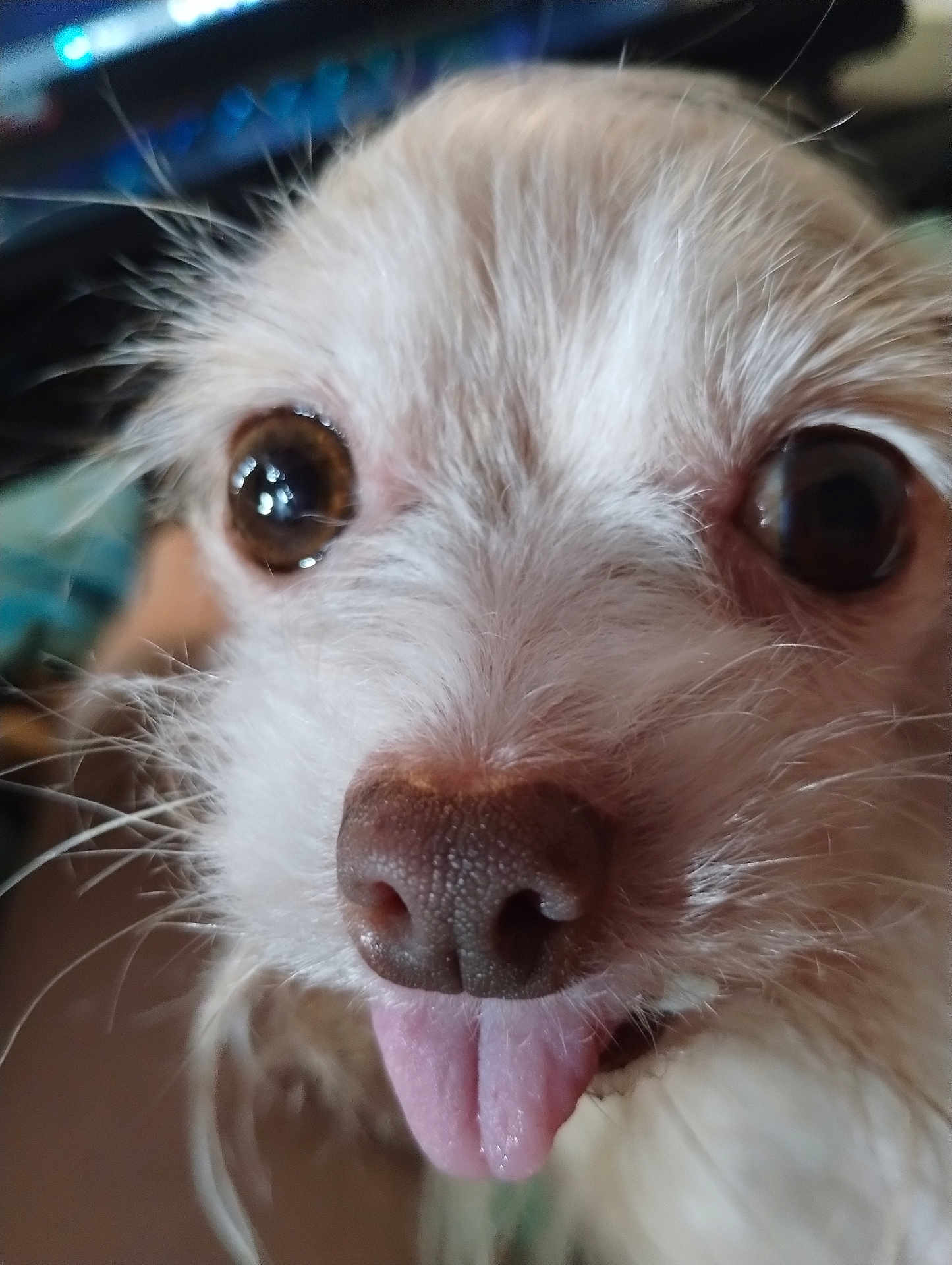 Patches joined the competition — help win amazing prizes! dog, close_up, tongue_out, cute, pet, fur, brown_eyes, whiskers, animal, snout, nose, playful, mammal, domestic_animal, face, expression, portrait, furry, small_dog, friendly