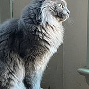 Cooper is registered to the contest to win money with this photo: animal, box, calm, cat, curious, domestic_cat, feline, fluffy, fur, gray_cat, house, indoor, looking_out, mammal, pet, quiet, side_view, sitting, whiskers, window