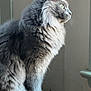 animal, box, calm, cat, curious, domestic_cat, feline, fluffy, fur, gray_cat, house, indoor, looking_out, mammal, pet, quiet, side_view, sitting, whiskers, window