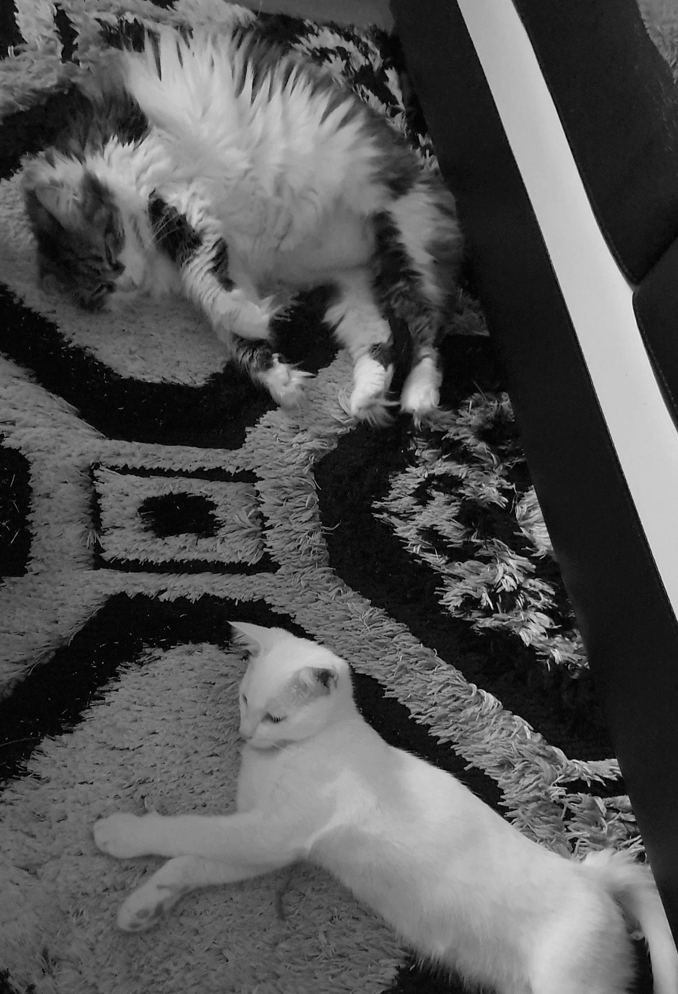 Bagheera a rejoint le concours — aidez-le/la à gagner de superbes lots ! beauty, black, black_and_white, carnivore, cat, companion_dog, dog_breed, felidae, grass, light, line, monochrome, monochrome_photography, small_to_medium_sized_cats, snout, sporting_group, style, tail, whiskers, white