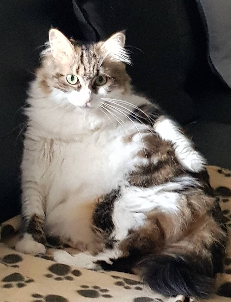 Princesse participe au concours pour gagner de l'argent avec cette photo : carnivore, cat, claw, comfort, domestic_short_haired_cat, felidae, fur, paw, sitting, small_to_medium_sized_cats, tail, terrestrial_animal, whiskers