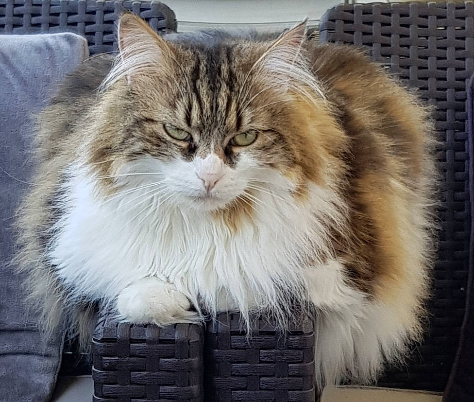 Princesse participe au concours pour gagner de l'argent avec cette photo : box, british_longhair, carnivore, cat, felidae, fur, small_to_medium_sized_cats, snout, terrestrial_animal, tree, whiskers