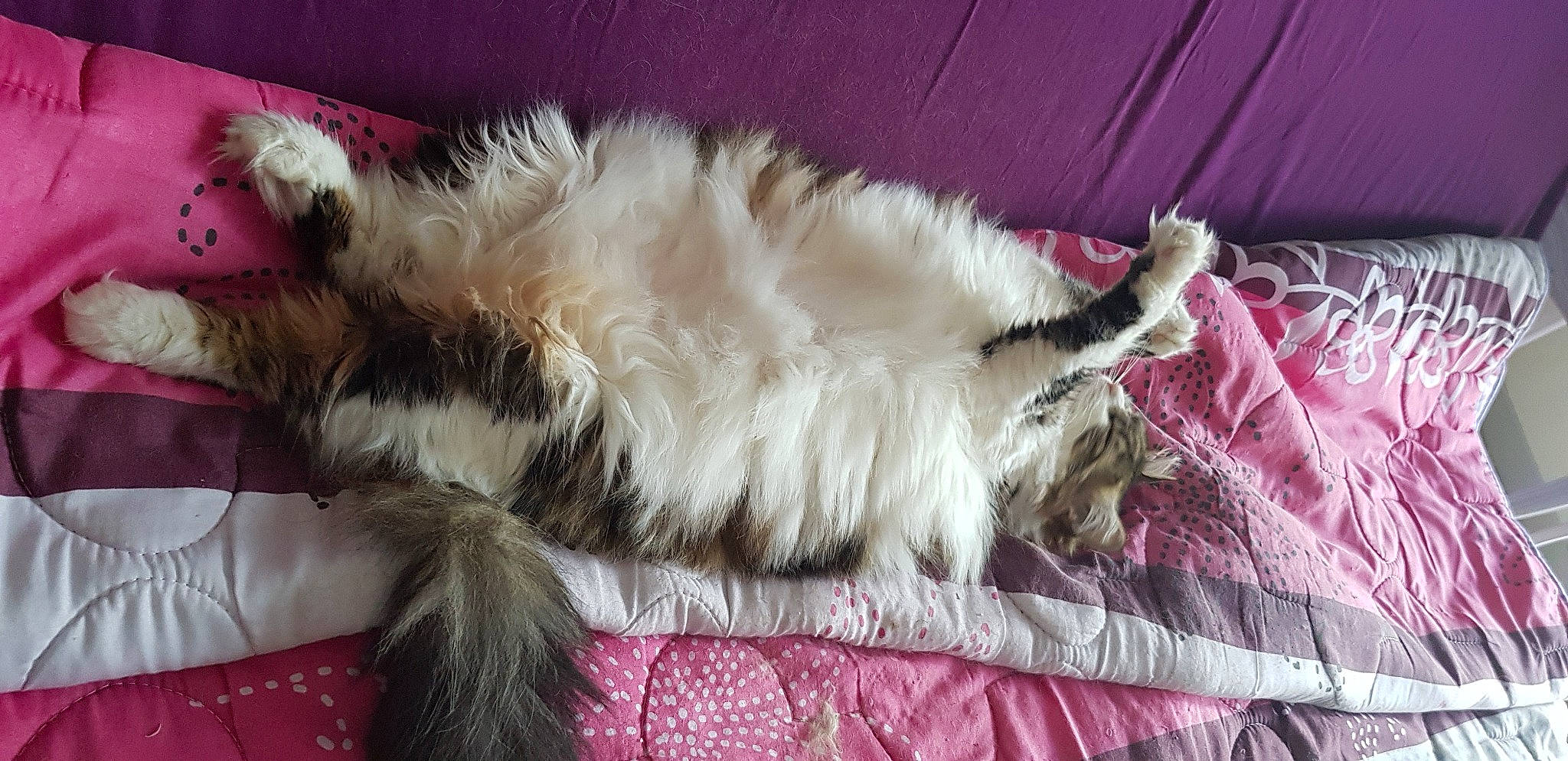 Princesse participe au concours pour gagner de l'argent avec cette photo : canidae, carnivore, cat, claw, comfort, companion_dog, dog_breed, fawn, felidae, fur, magenta, nap, natural_material, paw, small_to_medium_sized_cats, tail, whiskers