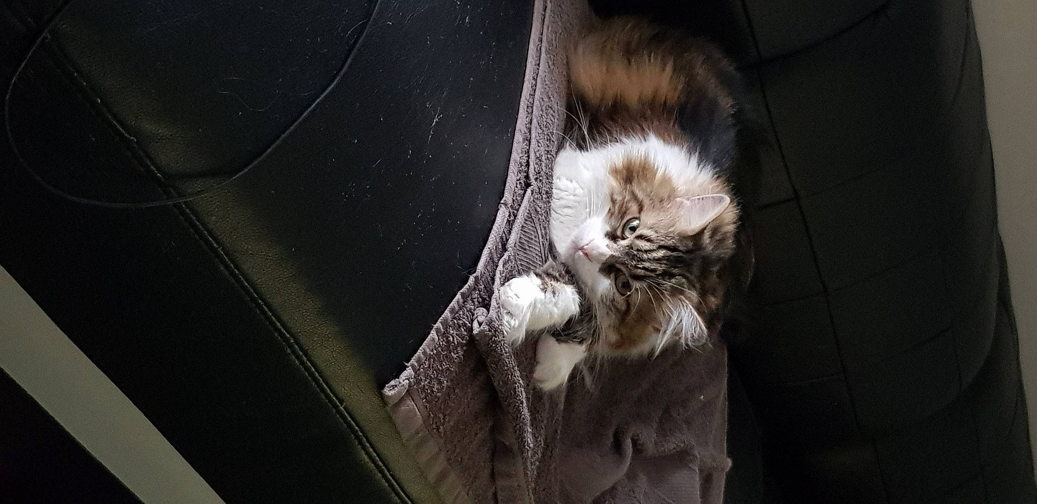 Princesse participe au concours pour gagner de l'argent avec cette photo : carnivore, cat, claw, comfort, darkness, domestic_short_haired_cat, felidae, flash_photography, fur, grey, monochrome, monochrome_photography, paw, small_to_medium_sized_cats, snout, tail, terrestrial_animal, tints_and_shades, whiskers, wood