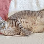 Charlie participe au concours pour gagner de l'argent avec cette photo : cat, tabby_cat, blue_eyes, lying_down, pet, feline, quilt, pillow, indoor, relaxed, fur, whiskers, cute, domestic_animal, striped, cozy, resting, animal, mammal, soft