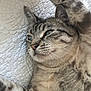 Charlie a rejoint le concours — aidez-le/la à gagner de superbes lots ! cat, tabby, pet, animal, feline, fur, whiskers, ears, paws, relaxed, resting, indoor, blanket, texture, closeup, portrait, cute, sleepy, laying, domestic