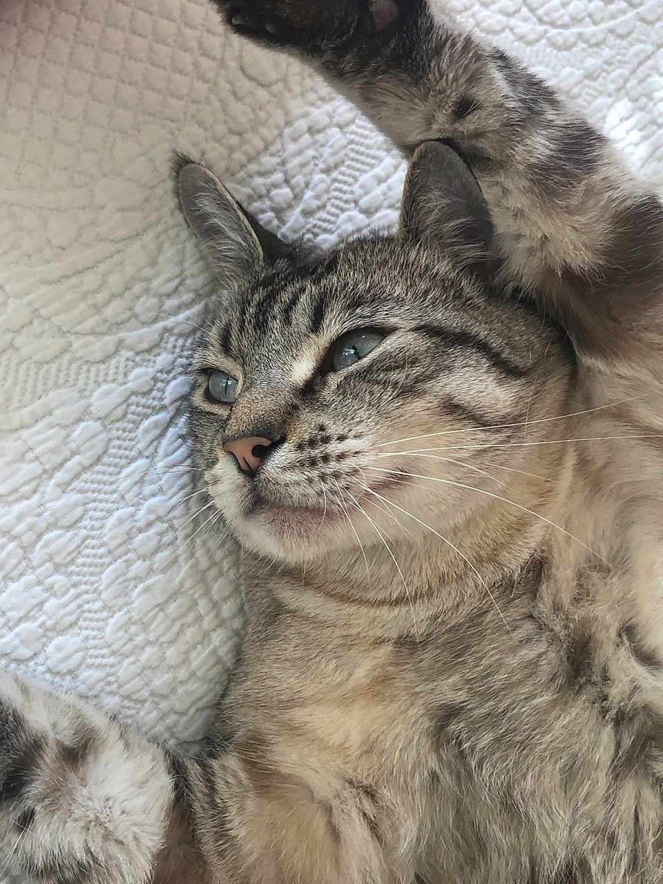 Charlie a rejoint le concours — aidez-le/la à gagner de superbes lots ! cat, tabby, pet, animal, feline, fur, whiskers, ears, paws, relaxed, resting, indoor, blanket, texture, closeup, portrait, cute, sleepy, laying, domestic