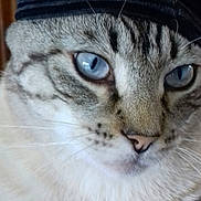 Charlie participe au concours pour gagner de l'argent avec cette photo : cat, close_up, blue_eyes, hat, feline, pet, animal, whiskers, fur, striped, domestic_cat, face, portrait, cozy, purple_blanket, indoor, cute, resting, tabby, cute_pet