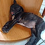 puppy, dog, sleeping, tongue_out, wooden_chair, indoor, floor_tiles, pet, cute, resting, black_fur, brindle_pattern, paw, young_dog, animal, domestic, relaxed, nose, ears, closed_eyes