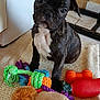 french_bulldog, puppy, dog, toy, plush_toy, rope_toy, indoor, rug, curious, pet, brown, black, white_chest, kitchen, tile, floor, appliance, sitting, cute, young